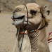 camel_desert_ma_v_0315_egy3590.jpg